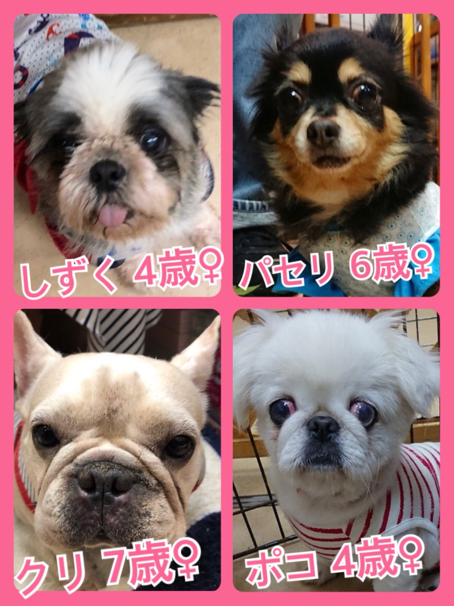 🐾今日の里親様募集中ワンコ🐶メンバーです🐾2019,5,6